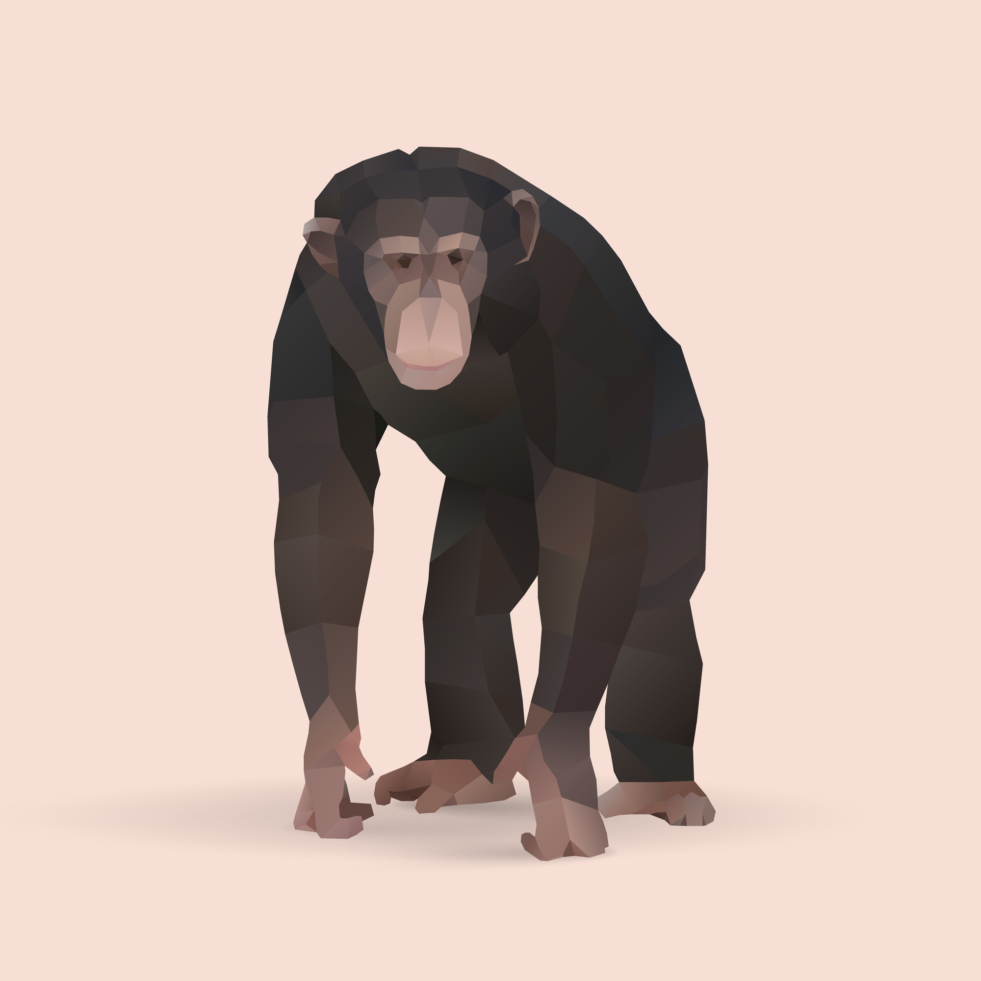 チンパンジー（イラスト）.jpg