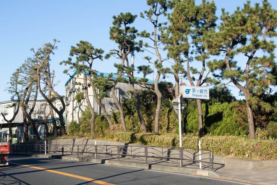 06月18日(松林).jpg