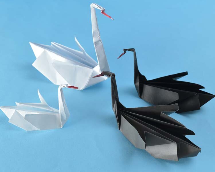 swan30.jpg