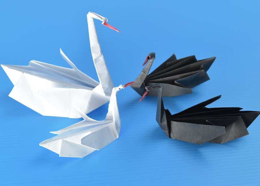 swan34.jpg
